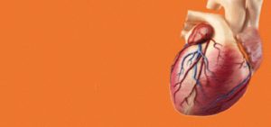 D’un battement à l’autre – La fréquence cardiaque